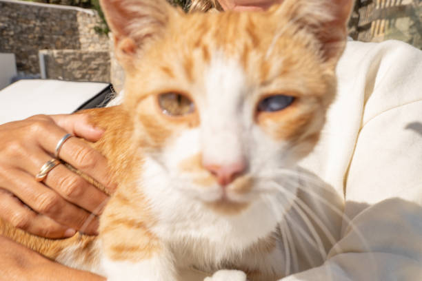 istock Young woman cuddling stray kitten in Greece 1360560265