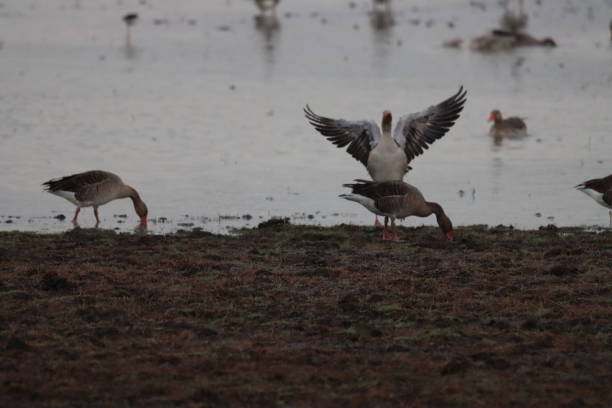 istock Goose. Duck. Ansares. Gansos 1360561561