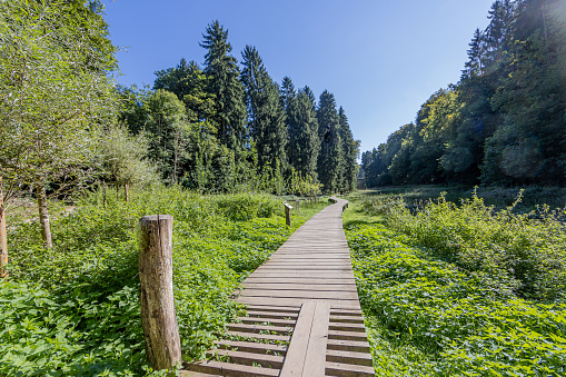 Wooden footpath fading into the background on Mullerthal Trail, marshy terrain surrounded by wild vegetation and green trees, hiking on a sunny summer day in Luxembourg