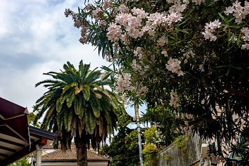 Luxury bush with flowers near the old house