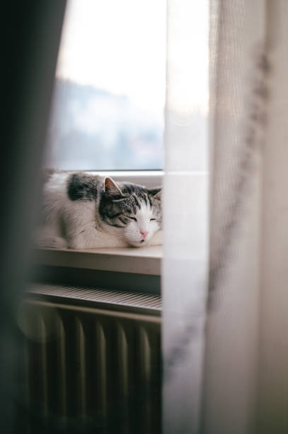 istock Cat sleeping on windowsill by the radiator 1360564347