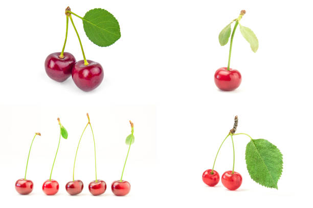 Collection of beautiful red fresh cherry macro photo backgrounds