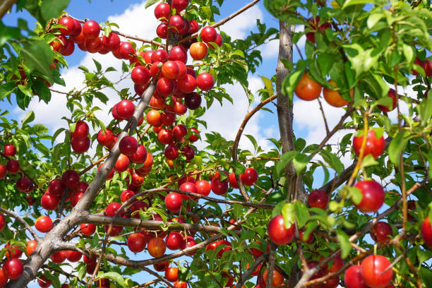 istock Fresh and organic plum fruits 1360566198
