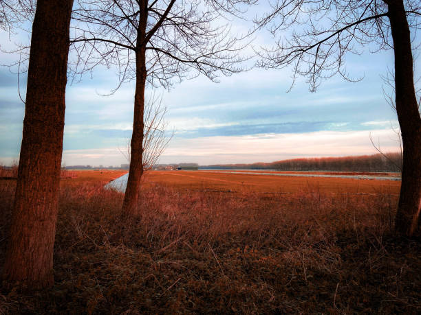 Woods meet plain View on agricultural land through the woods. delft winter netherlands snow stock pictures, royalty-free photos & images