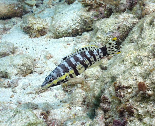 istock Harlequin Basslet 1360567950