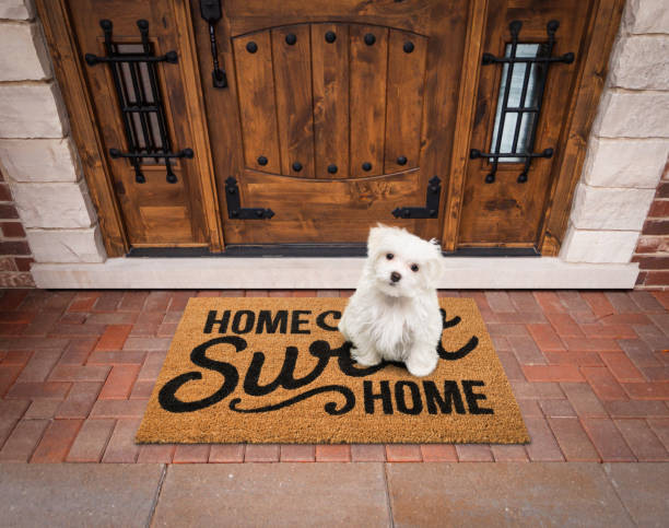 Maltese Puppy Sitting Home Sweet Home Welcome Mat At Front Door Of House. stock photo