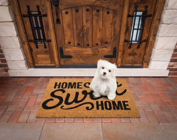Photo of Maltese Puppy Sitting Home Sweet Home Welcome Mat At Front Door Of House.