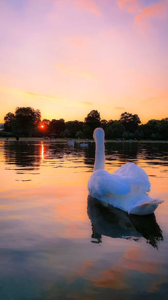 istock The Swan and the Sunset 1360568188
