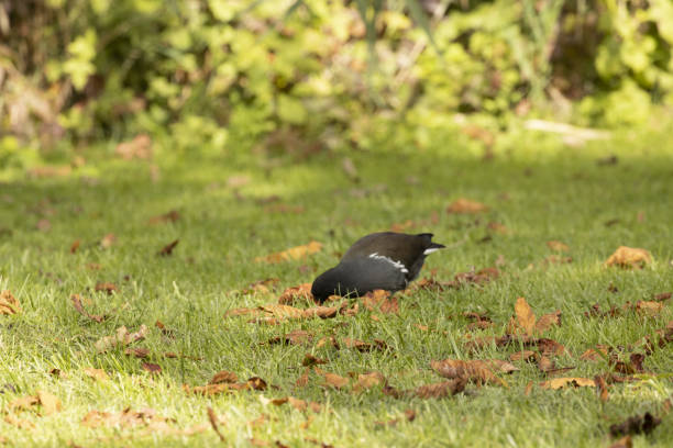 istock black bird with red beak sedentary moorhen 1360568914
