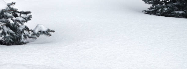 istock Snow under twigs of spruce trees.  Winter background 1360568917