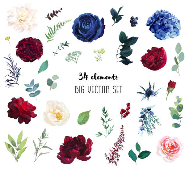 Red and navy rose, blue hydrangea, beige dahlia, ranunculus, spring garden flowers Red and navy rose, blue hydrangea, beige dahlia, ranunculus, spring garden flowers, eucalyptus, greenery, fern, vector design big set. Wedding summer collection. Elements are isolated and editable blue roses stock illustrations