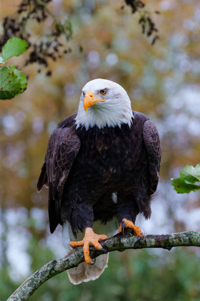 istock Bald eagle or American eagle in the autumn 1360571228