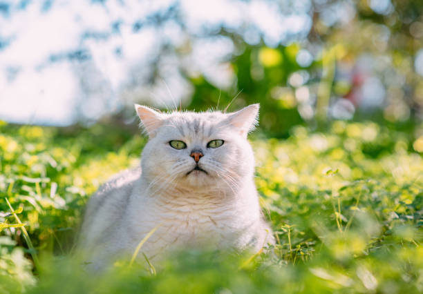 istock British Shorthair Cat Lying on Green Grass 1360572130