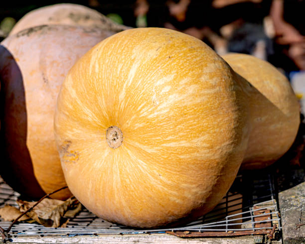 istock A large pumpkin is lying outside on a sunny day. 1360574479
