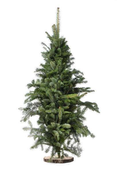 istock Christmas tree, isolated on white background. Fir tree without decoration. 1360575385