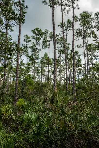 Photo of Scenci vegetation in the Everglades National Park in Florida