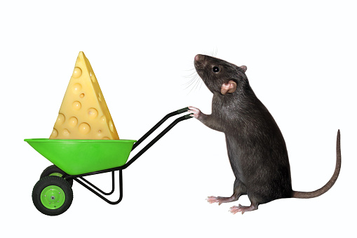 A black rat pushes a green plastic wheelbarrow with a piece of cheese. White background. Isolated.