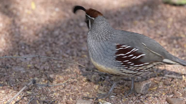 Gambel's Quail