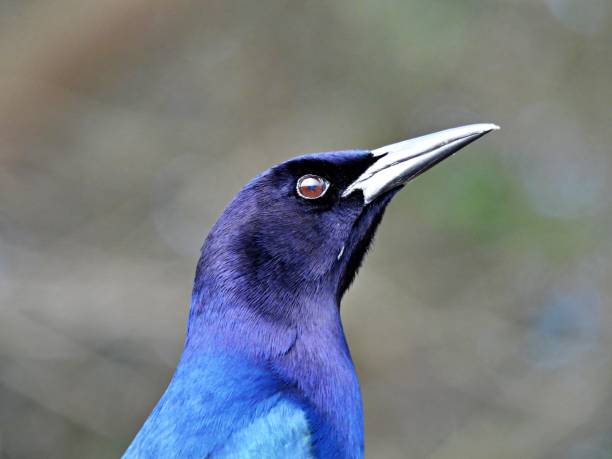 istock Boat-tailed Grackle (Quiscalus major) male, portrait 1360576844