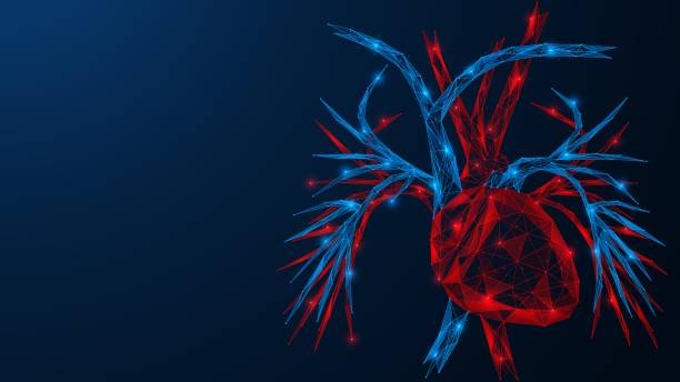 The cardiac system. The cardiac system. A human heart with blood vessels located next to it. Low-poly design of interconnected lines and dots. blood flow stock illustrations