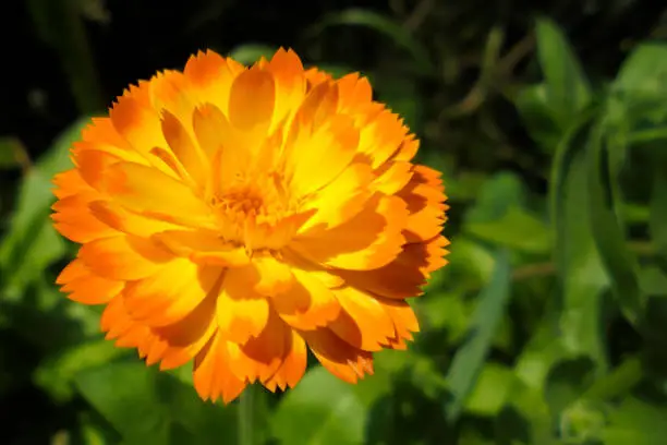 one beautiful orange-yellow marigold flower on blurred dark green background