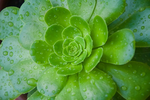 Succulent green cactus flower plant with drops of rain. Succulent in the Rain.