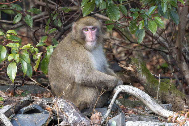 Wild Japanese macaques looking for food in bushes. stock photo