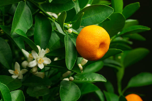 um ramo de uma árvore laranja ou tangerina com frutas e flores, isolado em um fundo branco - isolated on white orange juice ripe leaf - fotografias e filmes do acervo
