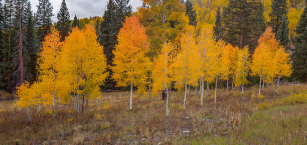 istock AN ASPEN AUTUMN #2 1360582258