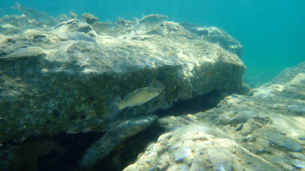 istock Flathead grey mullet (Mugil cephalus) undersea, Aegean Sea 1360582477