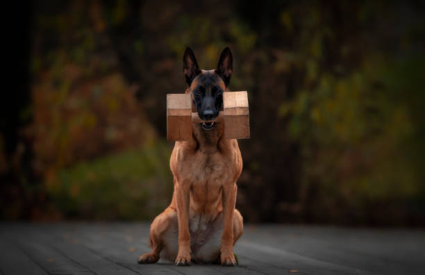 Police Dog Training Stock Photos, Pictures & Royalty-Free Images - iStock