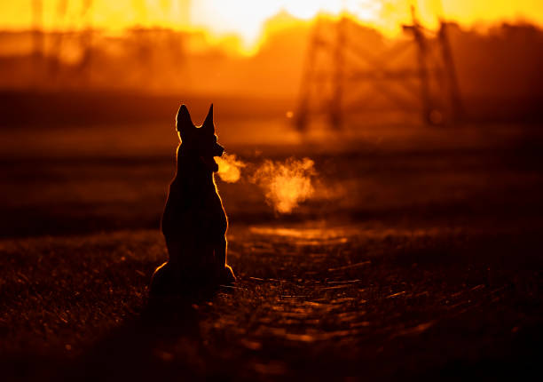Silhouette of a belgian shepherd malinois dog on the sunset urban background stock photo