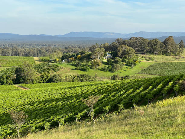 winnice pokolbin - vineyard hunter valley australia vine zdjęcia i obrazy z banku zdjęć