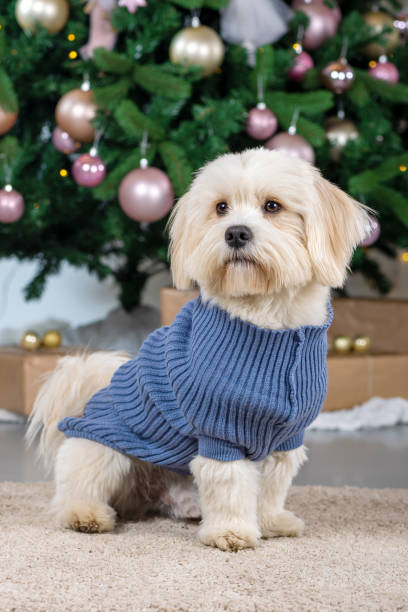 istock Cute bichon havanese dog at christmas time studio shot 1360583555