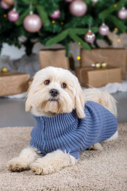 istock Cute bichon havanese dog at christmas time studio shot 1360583559