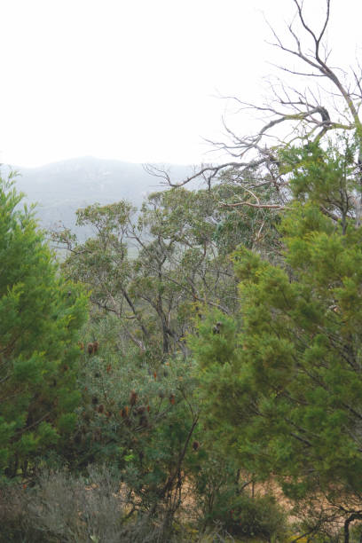 istock Grampians, Victoria, Australia 1360585168