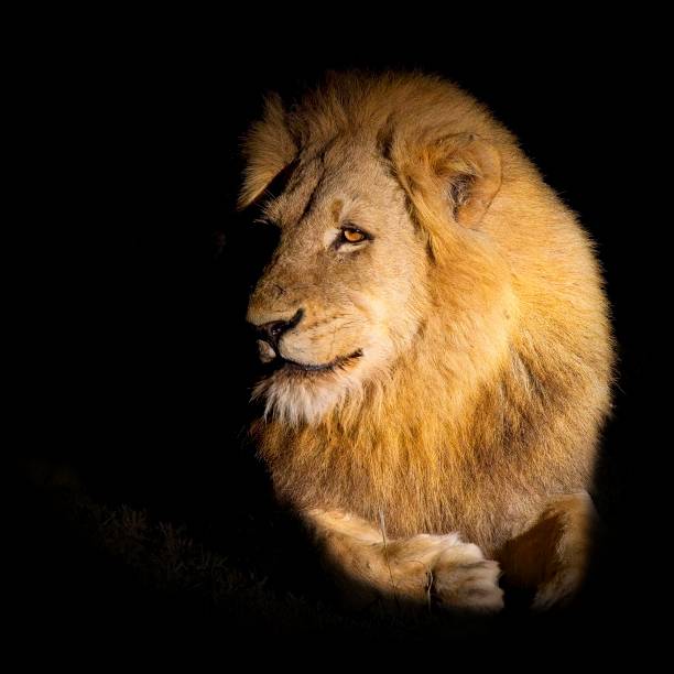 istock Young Male Lion at Night 1360585303
