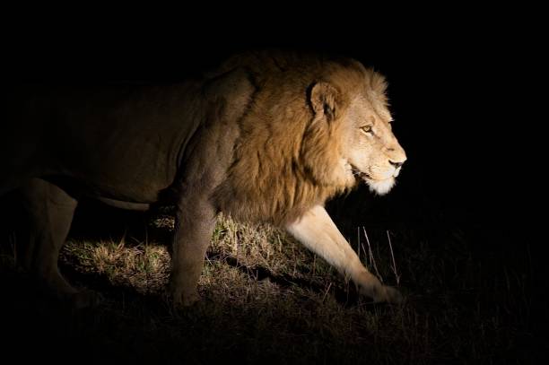 istock Young Male Lion at Night 1360585304