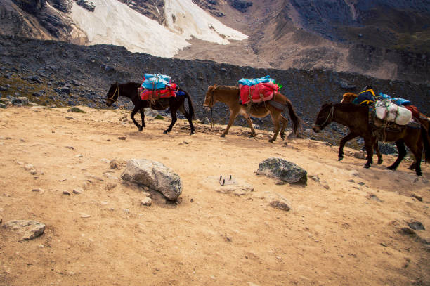 istock packhorses on a trail in the Andes mountains 1360587560