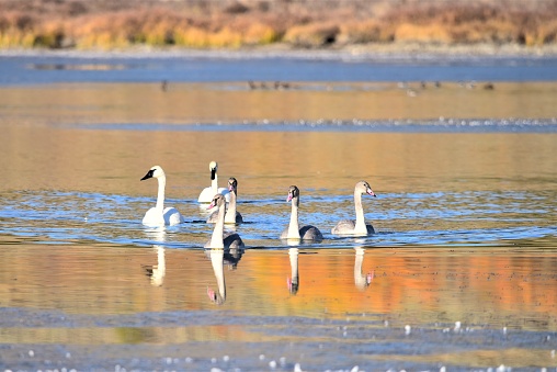 Four juvenile and two adult trumpeter swans swim in the partially frozen waters of Swan Lake in Yellowstone National Park.