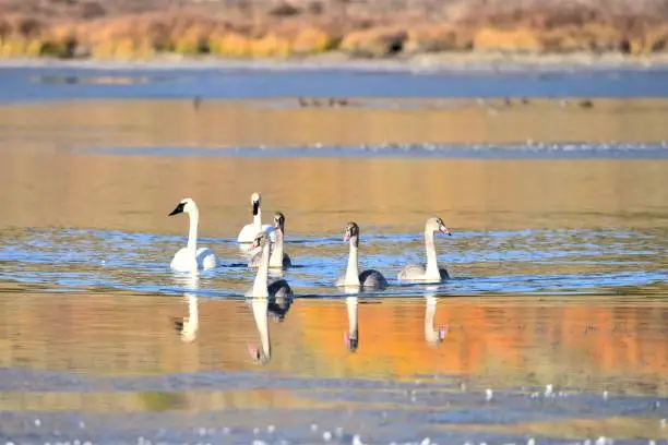 Photo of Juvenile and Adult Trumpeter Swans