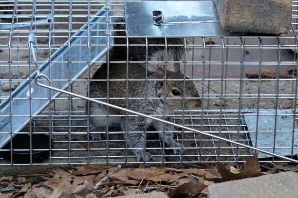 A closeup of an Eastern Gray Squirrel caught on a live trap for relocation and pest control