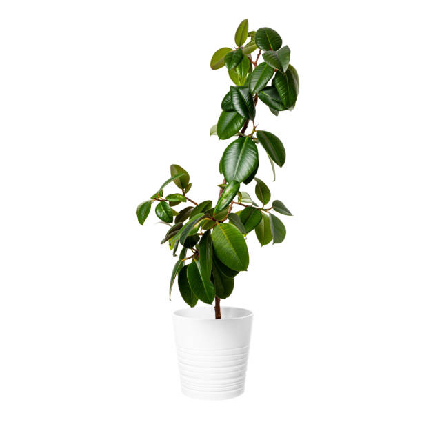 istock Ficus robusta in a pot isolated on white background. Home plant for beautiful modern interiors. 1360591420