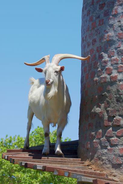 Goat portrait. Domestic goat.