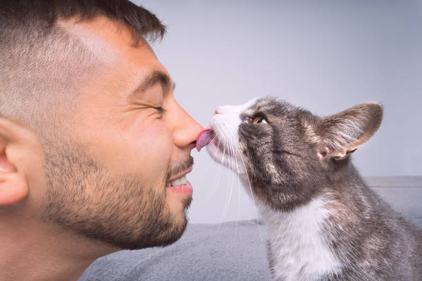 Cute cat licking or kissing owner's nose. Pets and humans friendship, love and trust concept Cute cat licking or kissing owner's nose. Pets and humans friendship, love and trust concept. High quality photo licking nose stock pictures, royalty-free photos & images