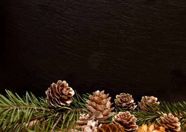 bio natural organicframe from forest deteails on white background, eco-friendly, ecology, earth day creative idea, copy space