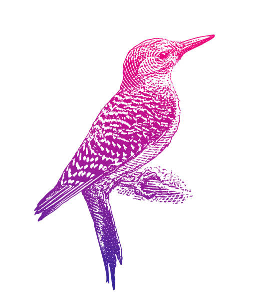 ilustrações de stock, clip art, desenhos animados e ícones de red bellied woodpecker - perching