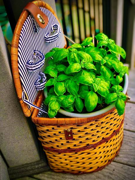 Picnic Basket of Fresh Basil