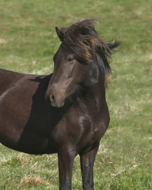 istock Icelandic Horse (black) (Icelandic pony) 1360597515