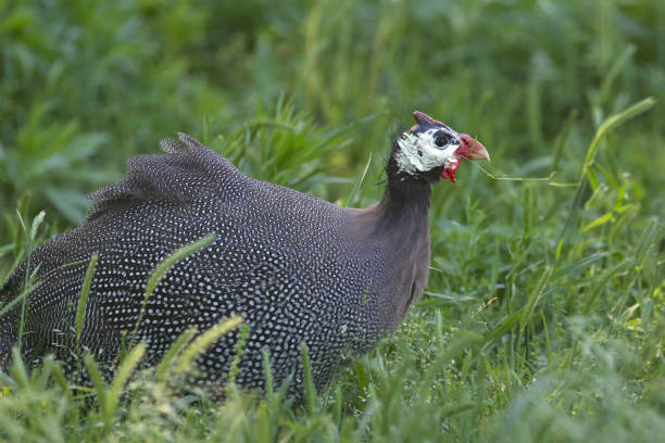 istock Guineafowl (male) (numida meleagris) sitting in tall grass 1360597527